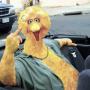 Michael Bird Photo 23