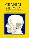 Cranial Nerves: Anatomy And Clinical Comments