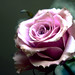Barbara Rose Photo 14
