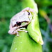 Gene Cone Photo 6
