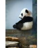 Li Guo Photo 19