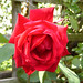 Rose Jupiter Photo 7