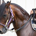 Carlos Pasos Photo 7
