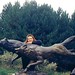 Chandra Wolf Photo 5