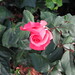 Rose Parent Photo 6