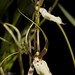 Fred Bloom Photo 14