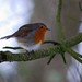 Robin Stanley Photo 9