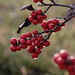 Edwin Berry Photo 3