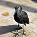 Michael Nester Photo 12