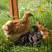 Rosanne Gray Photo 5