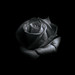 Amado Rosas Photo 8