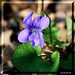 Viola English Photo 4