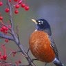 Robin Best Photo 20