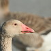 Christine Crowell Photo 10