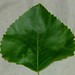 Margaret Redfern Photo 8
