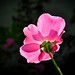 Rose Ordonez Photo 4