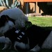 Mary Bichon Photo 6