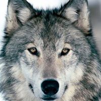 James Wolf Photo 25