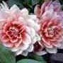 Sally Randall Photo 26