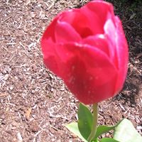 Sheryl Ofenham Photo 3