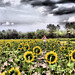 Gayle Johnson Photo 9