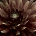 Mary Loe Photo 9