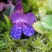 Mary Dewing Photo 11