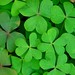 Patrick Day Photo 4