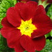 Cherry Rojas Photo 3