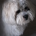 Mark Rich Photo 12