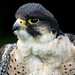 Daisy Falcon Photo 3