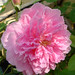 Rose Carr Photo 11