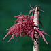 Valiant Maple Photo 6