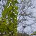 Mel Baga Photo 8