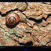 Glen Snail Photo 1