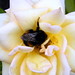 James Flowers Photo 12