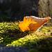 Robert Herbst Photo 15