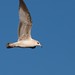 Barbara Gull Photo 8