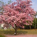 Rosa De Photo 17