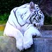 Felina Blanco Photo 8