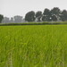 Mir Ansari Photo 2