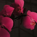 Lan Hua Photo 5