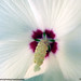 Sharon Crane Photo 8
