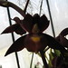 Donna Wise Photo 13