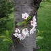 Virginia Cherry Photo 10