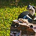 Jay Land Photo 9