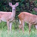 Fawn Mcdaniel Photo 3