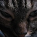 Kitty Bruce Photo 9