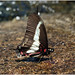 Allan Christian Photo 8