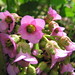 May Bloom Photo 8